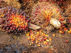 Borneo island’s Sabah state spearheads green palm oil revolution