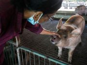 Breeder sow distribution program to require 230,000 animals by 2028