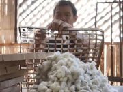 New Misamis center brings commercial PHL silk production closer to reality