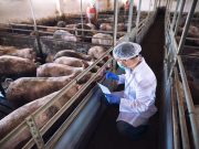 One-third of Spanish pork export certificates blocked since swine fever outbreak, minister says
