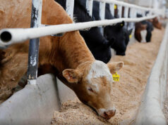 Village-based feed program to tap co-op agribusinesses