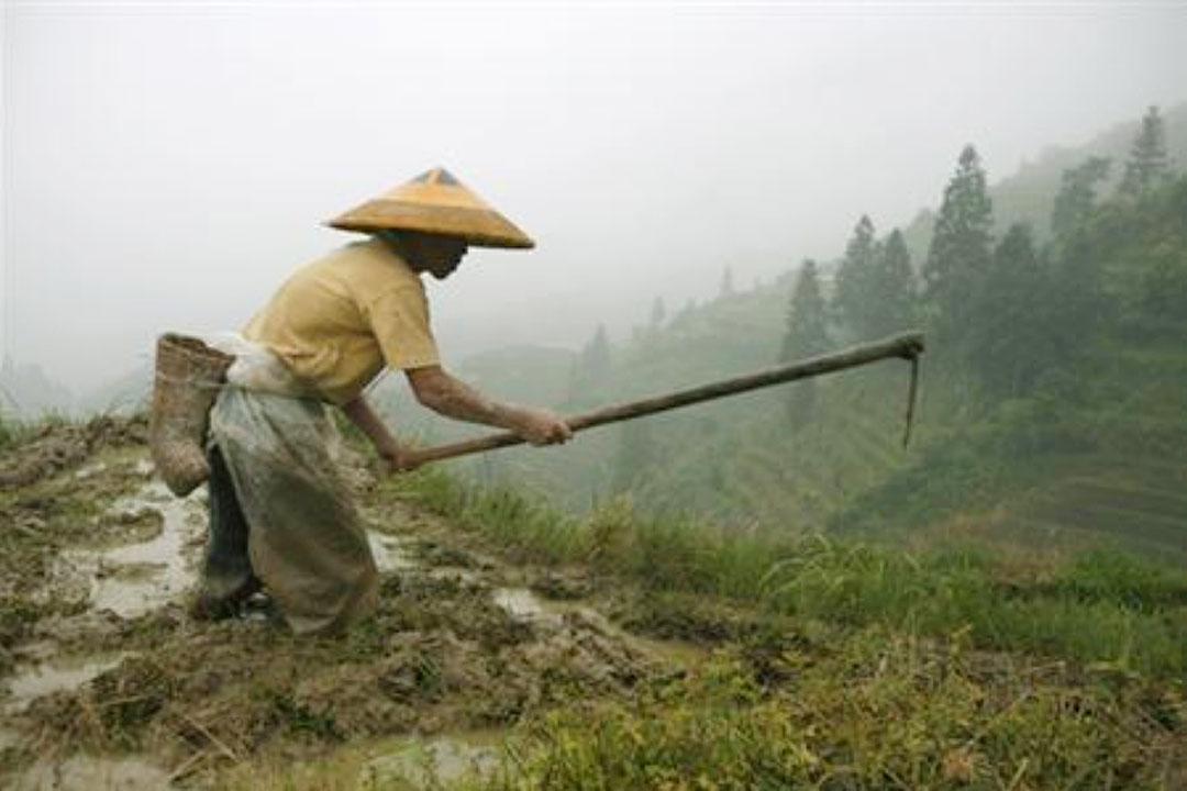 China-farmer
