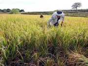 USDA cuts output forecast for PHL rice, citing typhoon damage