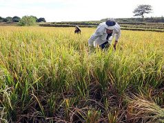 USDA cuts output forecast for PHL rice, citing typhoon damage