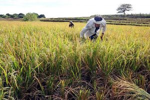 USDA cuts output forecast for PHL rice, citing typhoon damage