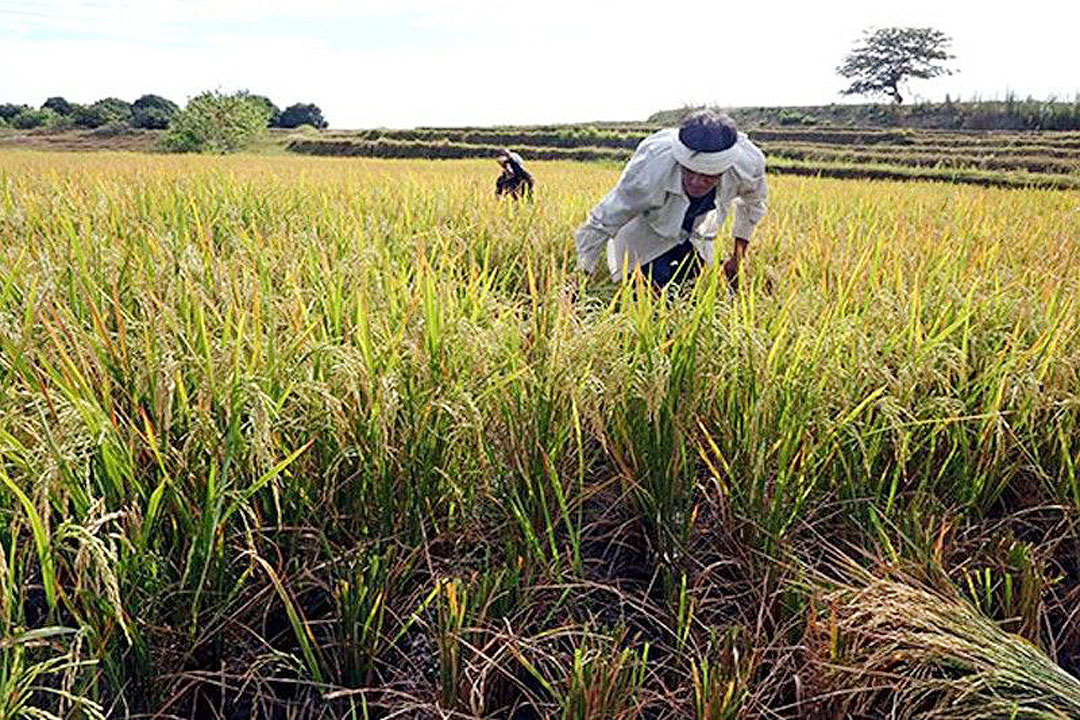 Farmer-rice