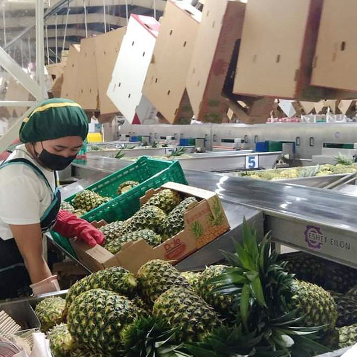 PIEAPPLE-CREDIT-BANGSAMORO.GOV.PH