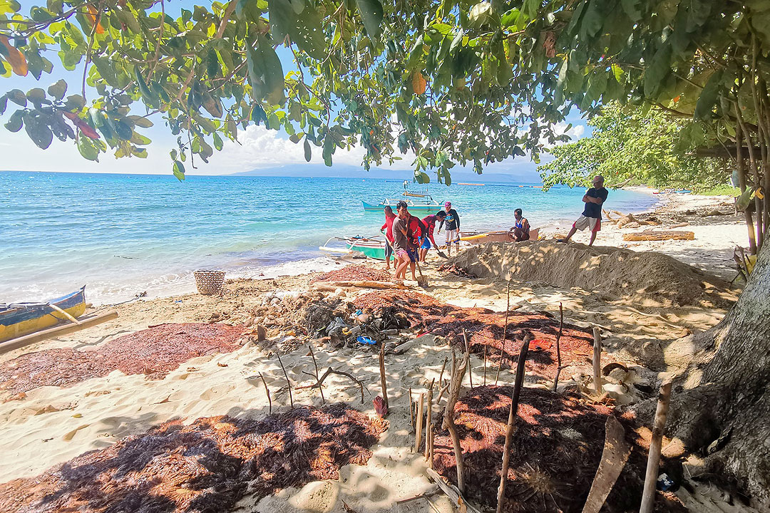 Sarangani-COTstarfishoutbreak-DENR-SOCCSKSARGEN