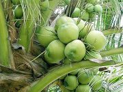Coconut demand seen surging from US, EU