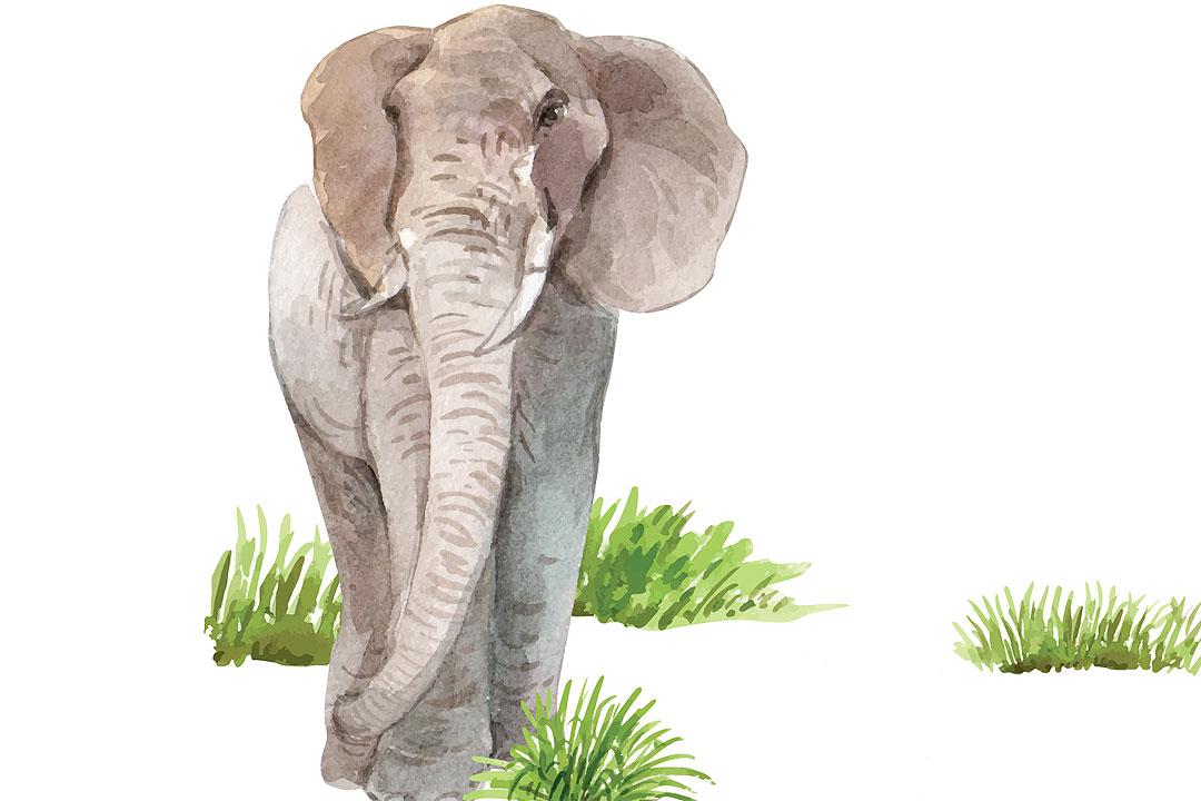 elephant