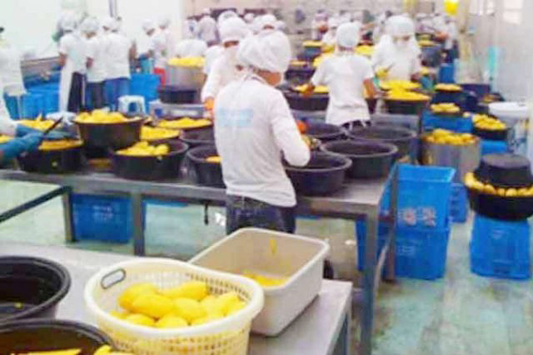 factory-magoes