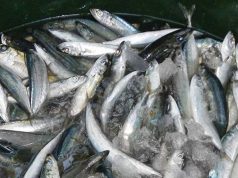 Rice, galunggong prices up, meat steady in mid-Nov.