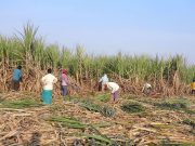 Direct sugar procurement budget of P5B equivalent to 10-15% of harvest, SRA says