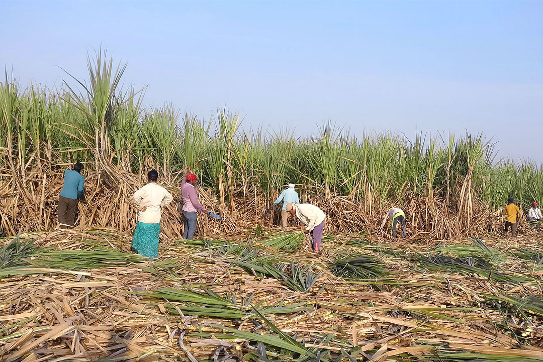 PHL raw sugar output forecast downgraded by USDA - BusinessWorld Online