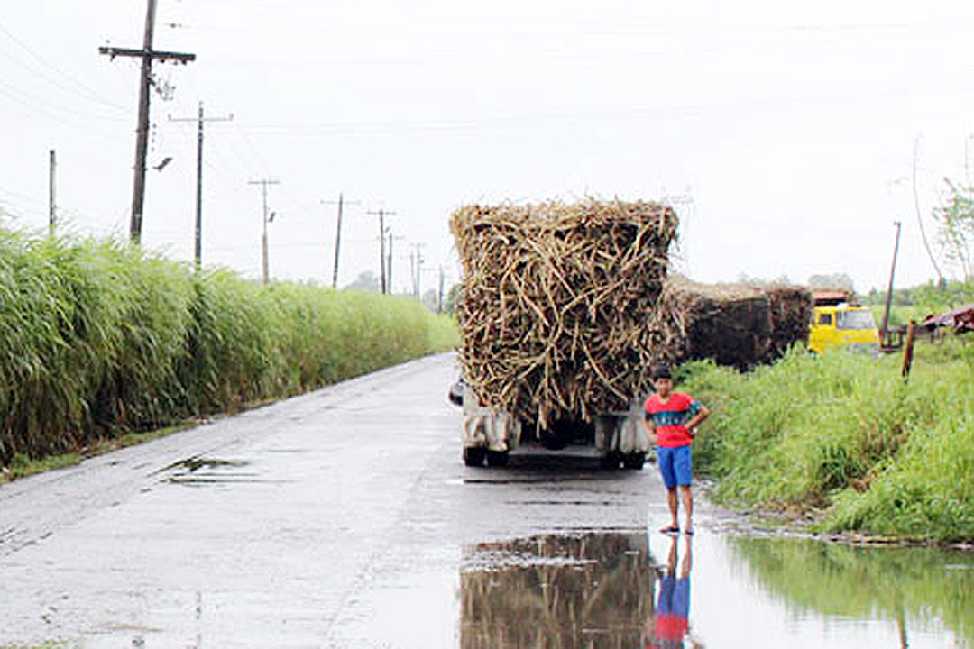 sugarcane