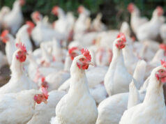Poultry, hog production up in Q3; cattle down