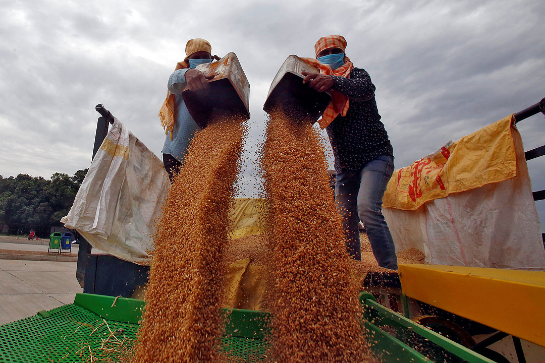 India-wheat-workers