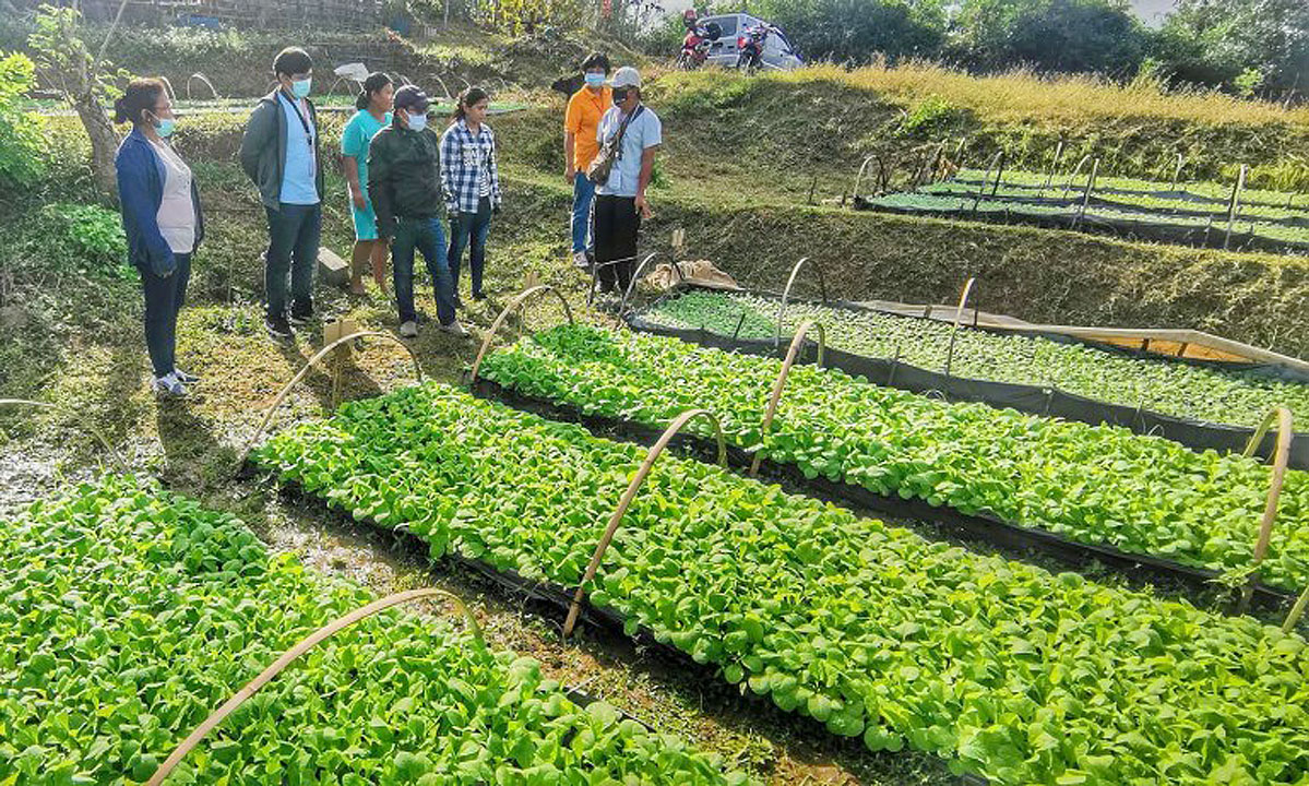 Tobacco-farm-Candon-NTA.DA.GOV.PH
