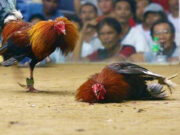 Duterte: Gov’t needs income from online cockfighting operations