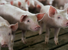 Hog raisers back pork import curbs to support swine industry recovery