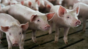 Hog raisers back pork import curbs to support swine industry recovery