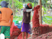 Agri sector party-list calls on gov’t to fund storage facilities for Nueva Ecija onions