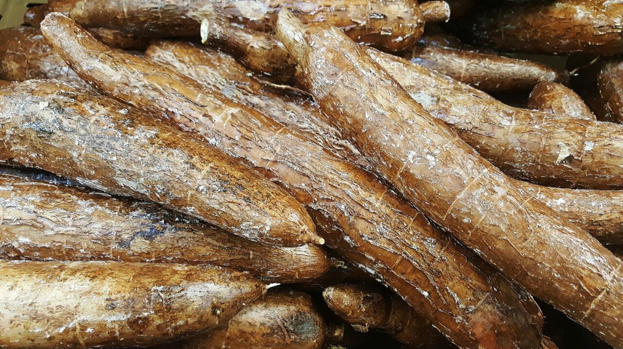 yuca-cassava