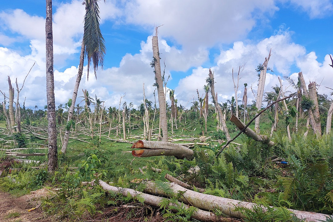 Siargao-Odettedamage