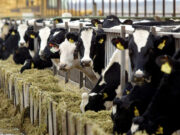 PHL dairy demand, output seen rising in 2026; import growth to slow down