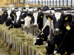 PHL dairy demand, output seen rising in 2026; import growth to slow down