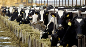 Global investors write to UN to urge global plan on farming emissions