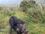 Mt. Apo trekkers asked not to bring pork products to protect PHL warty pig from ASF risk