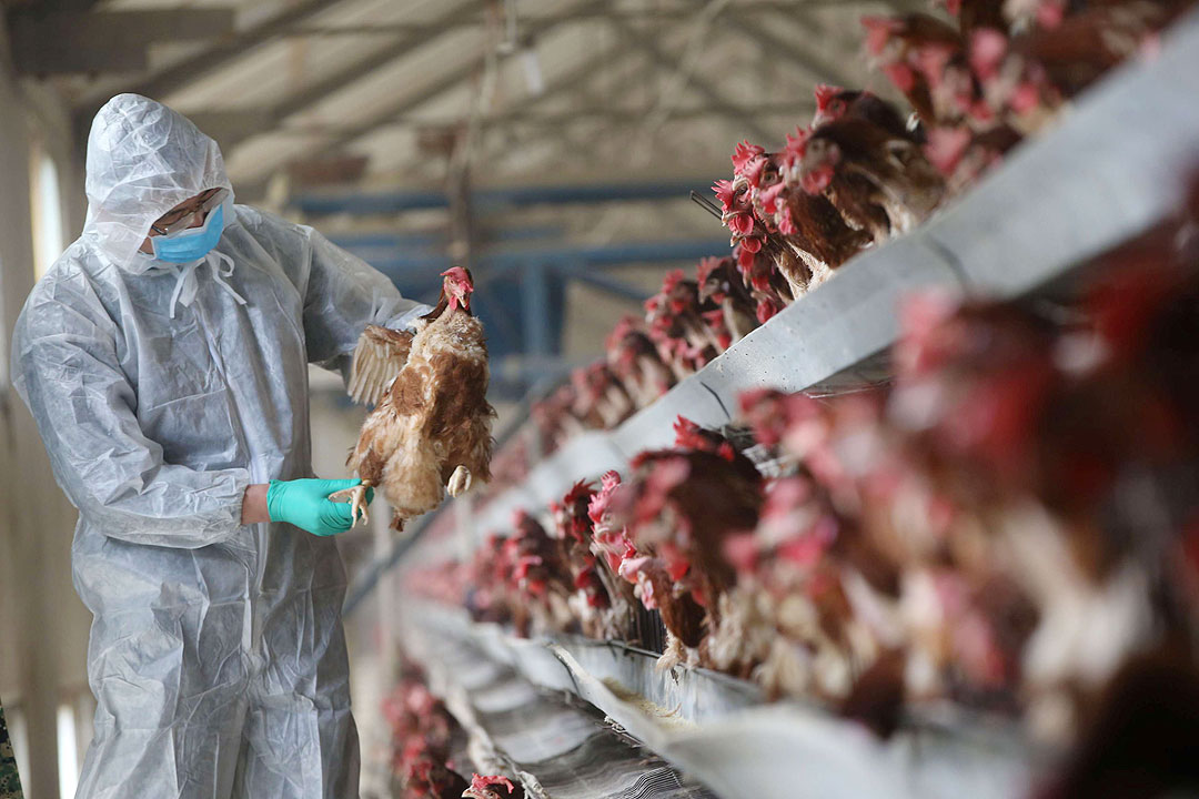 china-poultry-chicken
