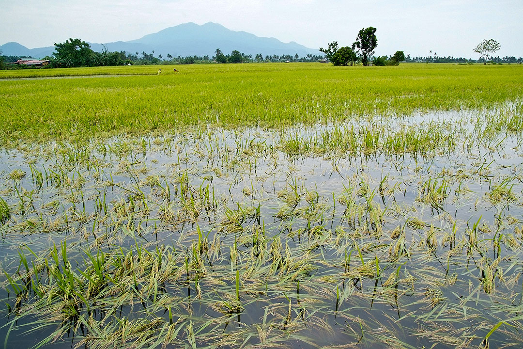 flood-rice-field