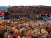 Indonesia 19% tariff deal with US exempts palm oil, other commodities
