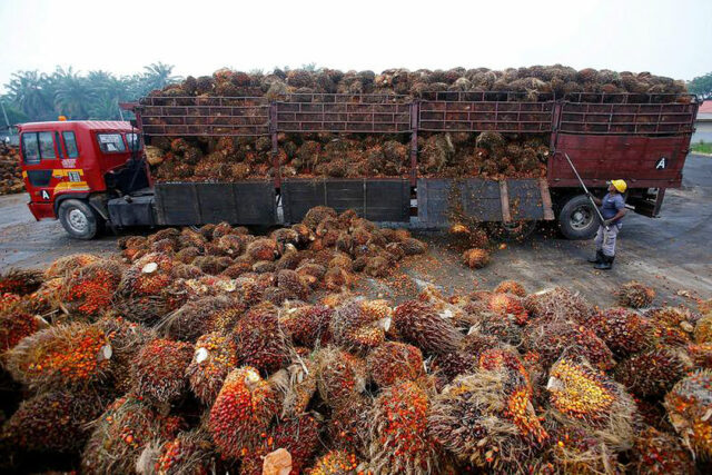 Malaysia-palm oil fruits-workers