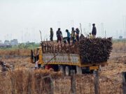 Fuel subsidy, irrigation could be added to sugar industry dev’t program