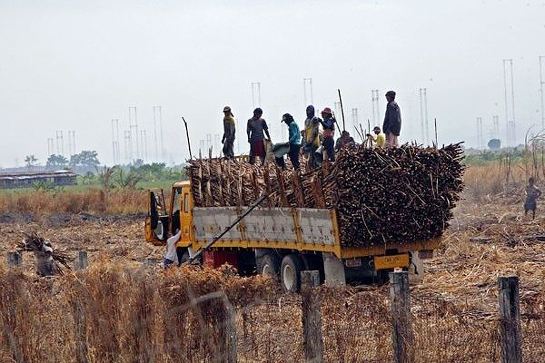 sugar-cane-worker