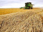 Canada seeking to expand PHL agri role after success of dairy, hog collaboration