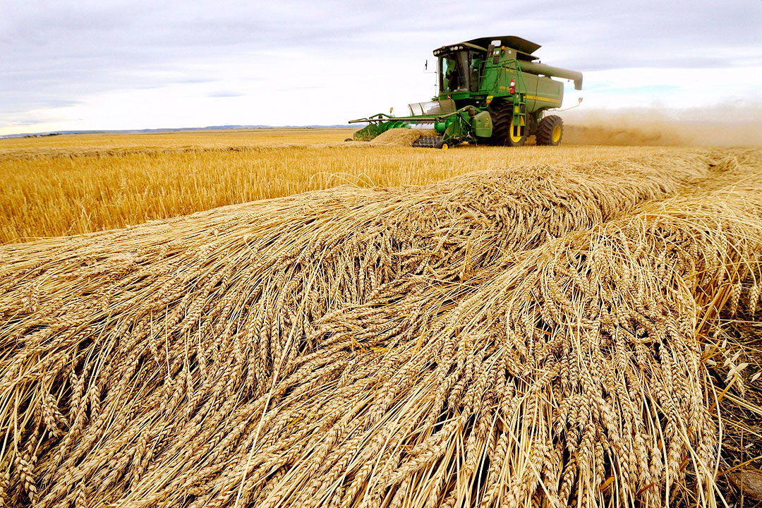 wheat-field