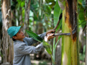 Testing public-private partnership in crop insurance to boost Filipino farmers’ resilience