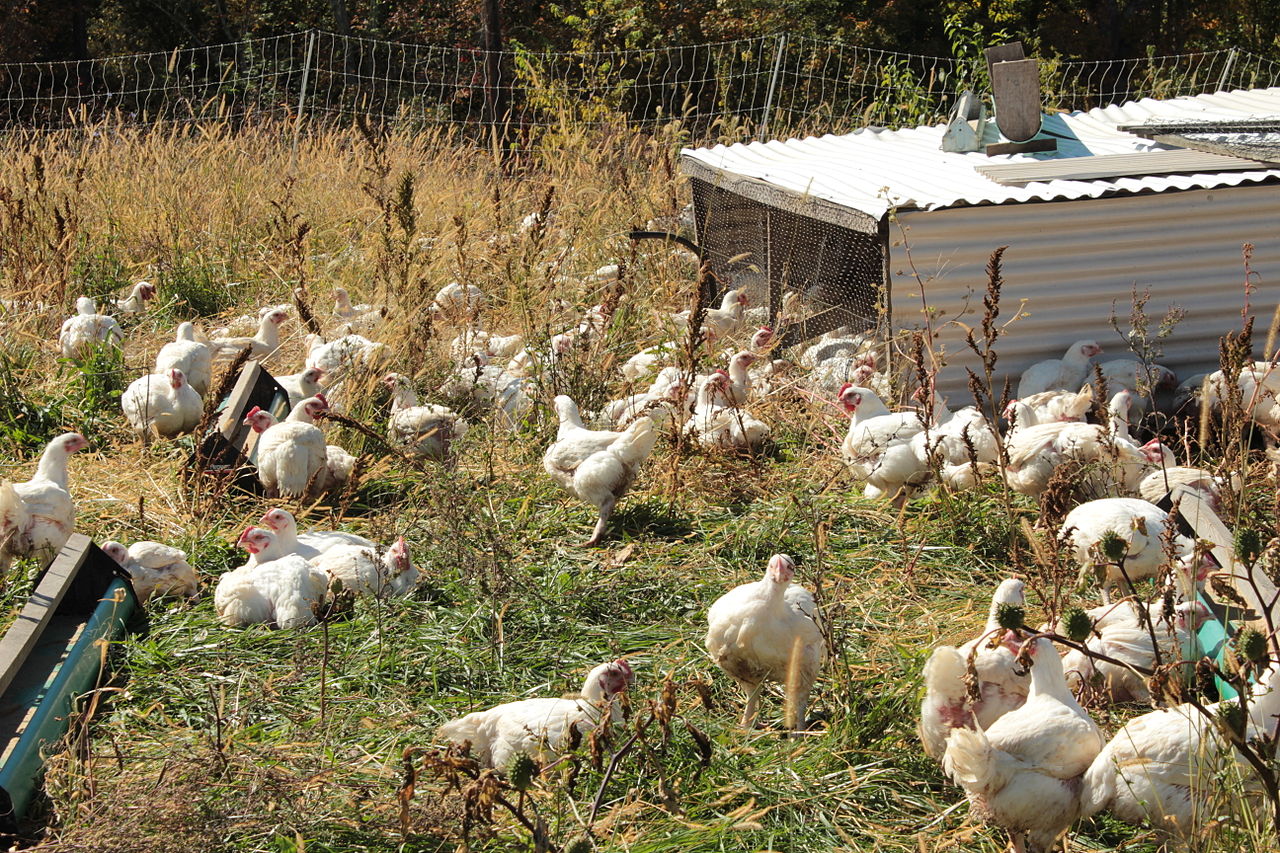 Free_Range_Chickens_with_Shelter