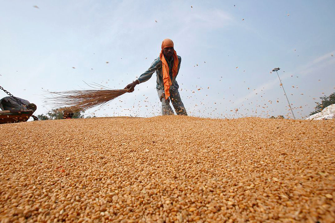 India-wheat-crops-worker