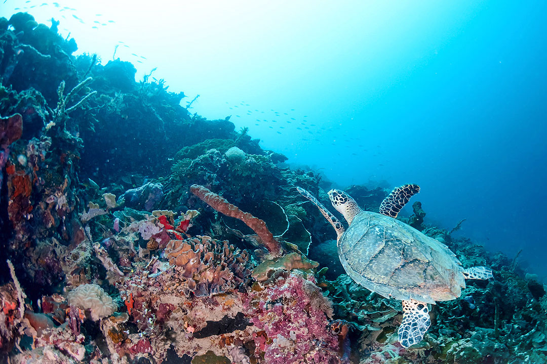 Samal-turtle-DOT-DAVAO