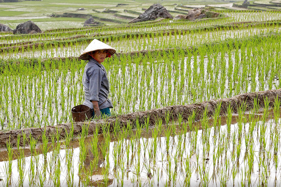 Thai farmer-rice-field