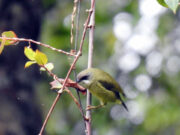 More universities join work for Mt. Apo’s UNESCO Geoparks listing