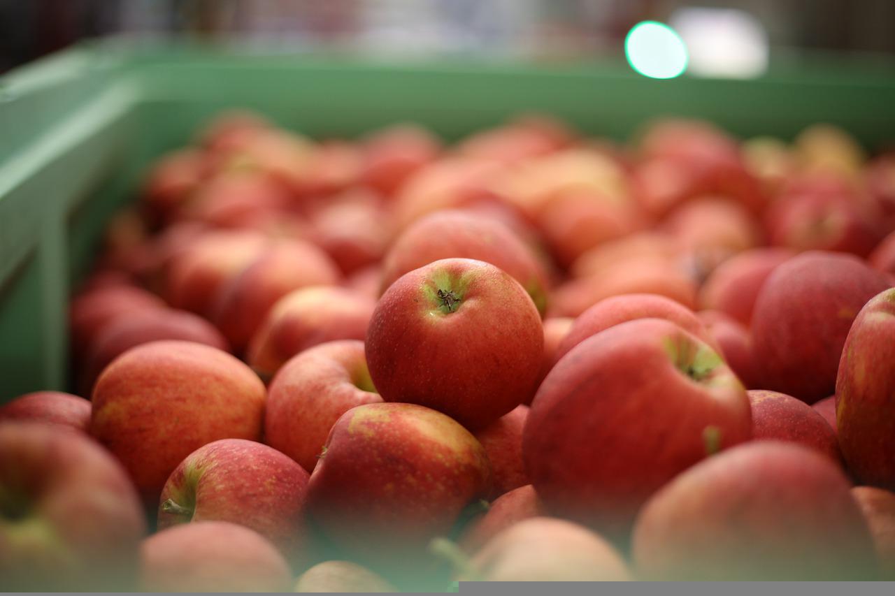 apples