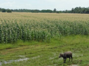 Senator to push for 2nd biggest appropriation for agri sector in 2023 budget