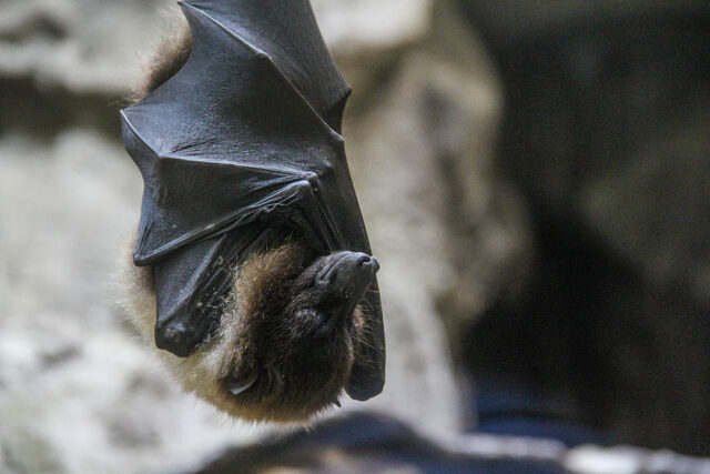 closeup-shot-sleeping-bat