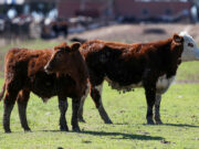 France boosts lumpy skin disease vaccinations as farmers protest cattle culls